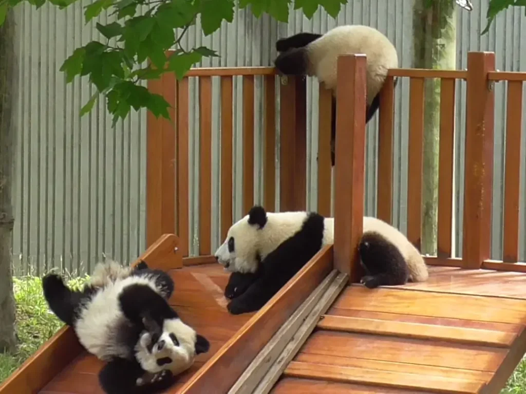 Babypandas am Spielen