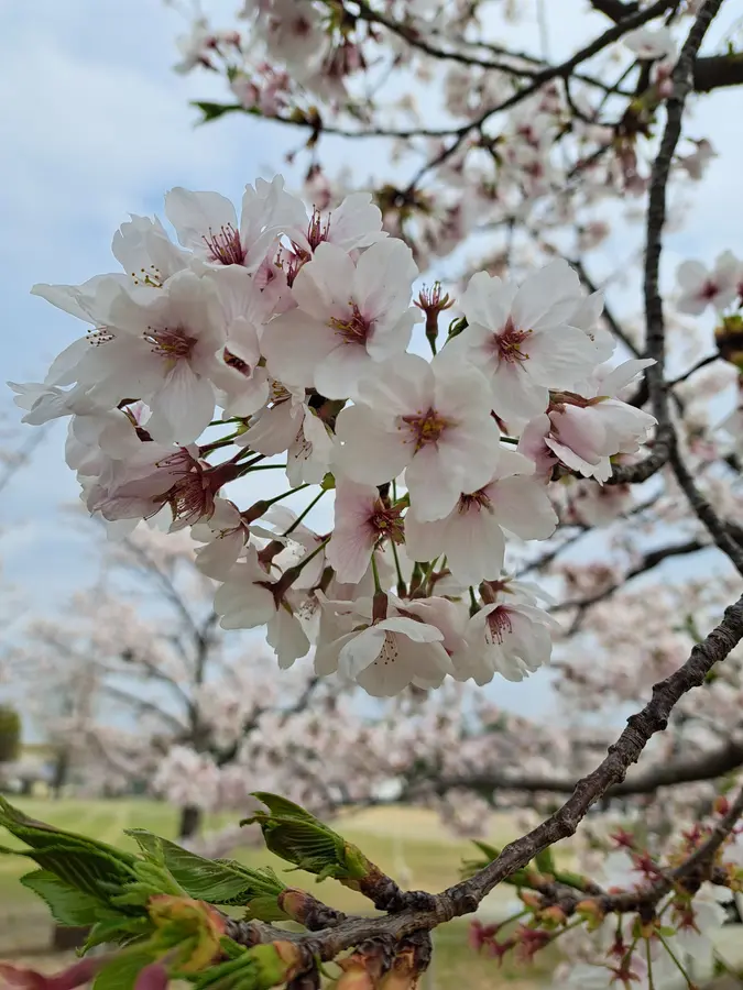 Die weisse Burg Himeji
