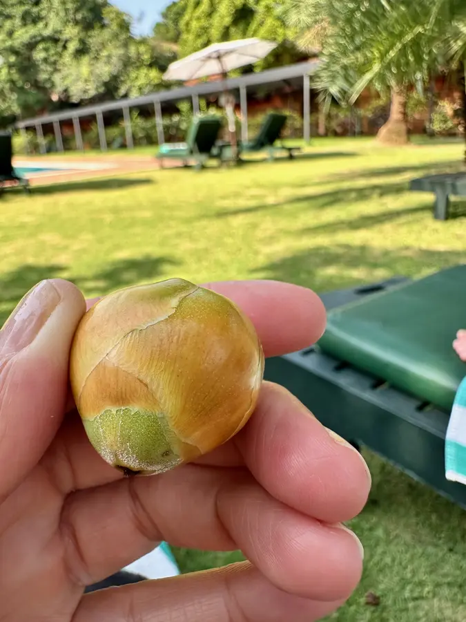Welche Frucht ist das?
