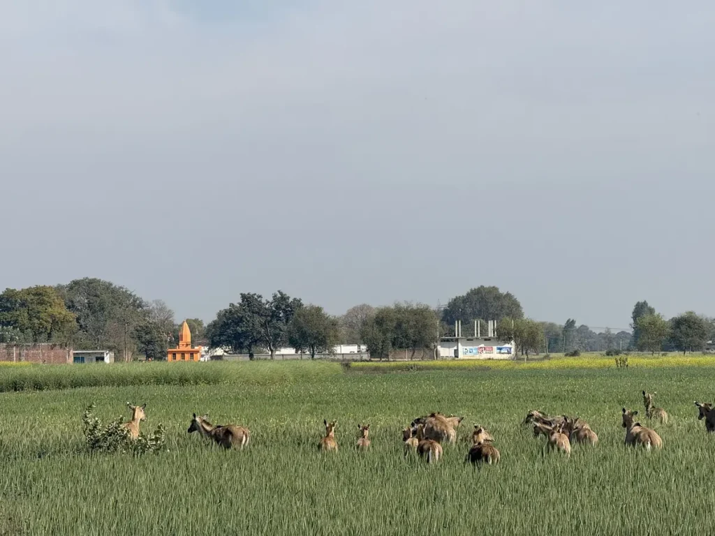 Wildlife