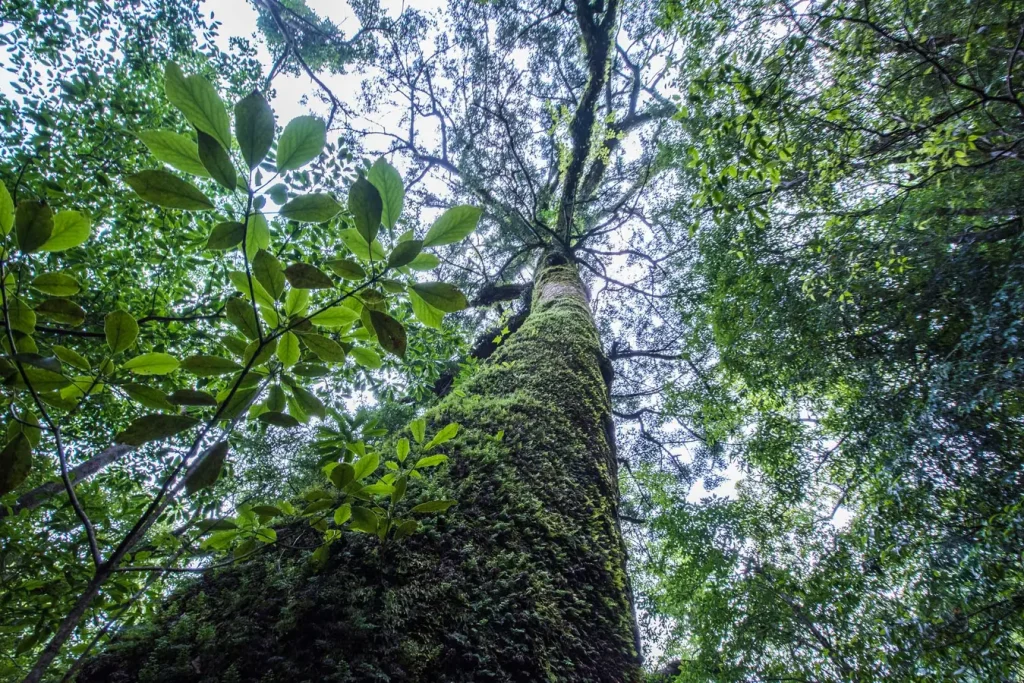 Im UNESCO Weltnaturerbe Yakushima