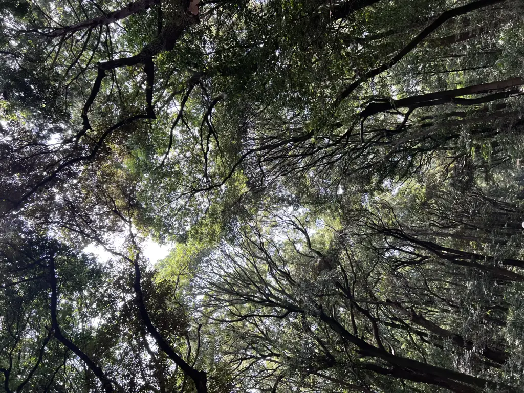Der Schrein ist von einem beeindruckenden Wald mit rund 100'000 Bäumen umgeben. Die Bäume wurden aus ganz Japan gespendet.